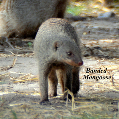 Banded Mongoose